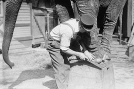 Manicuring an Elephant in New York&#39;s Central Park - £15.59 GBP