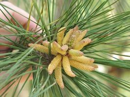 Loblolly pine  pinus taed thumb200