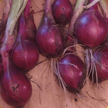 Sell Store 1000 Ruby Red Onion Heirloom Nongmo Onion Seeds Strong And Sweet Flav - £7.06 GBP