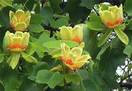 Tulip Tree ( liriodendrontulipifera) image 2