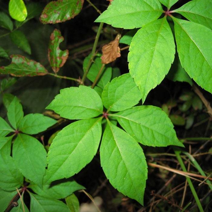 3 Virginia Creeper Ivy Plant Vine Victoria Creeper Parthenocissus Quinqu... - $11.88