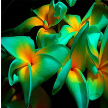 100PcsPack Plumeria Seeds Hawaiian Frangipani Flower Wedding Party Decorations - £6.30 GBP