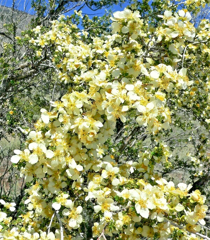 Stansbury Cliffrose Purshia Shrub – Desert Flowering Beauty – 40 Seeds - €9,44 EUR