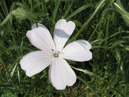 50 Bianca White Corn Cockle Agrostemma Githago Flower Seeds Grown In Usa Gardeni - $11.00