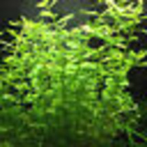Aquarium Tropical Plants Decorations Rotala Indica Green Potted Freshwat... - £19.12 GBP