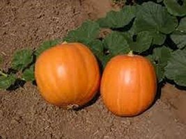 Pumpkin, Jack O Lantern Pumpkin Seeds, Heirloom, Organic, Non GMO, 20 Seeds - £1.56 GBP