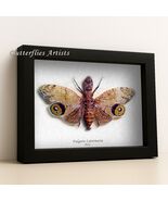 Peanut Headed Fulgora Laternaria Real Lanternfly Framed Entomology Shado... - $110.14 CAD