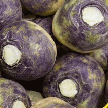 500 Seeds Rutabaga American Purple Top Heirloom Organic NON GMO - £14.91 GBP