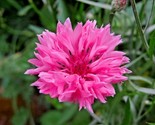 500 Seeds Pink Cornflower Seeds Bachelor Button Cut Dried Flowers Garden... - £7.22 GBP