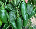 Jalapeno M Pepper Seeds 50 Seeds Hot Spicy Vegetable Non-Gmo Seller - $8.99