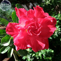 BELLFARM Bright Red Adenium Desert Rose Flower Seeds, 2 seeds, 10-layer big bloo - £3.24 GBP