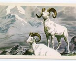 Alaska Airlines Wildlife Postcard Bighorn Sheep 1956 - £14.01 GBP