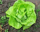 600 Seeds Tom Thumb Seeds Romain Leaf Lettuce Organic Spring Fall Garden... - $8.99