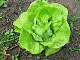 600 Seeds Tom Thumb Seeds Romain Leaf Lettuce Organic Spring Fall Garden Contain - £7.18 GBP