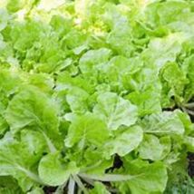 US Seller 300 seeds Heirloom Beka Santoh cabbage Asian green Fresh Free Shipping - £9.10 GBP
