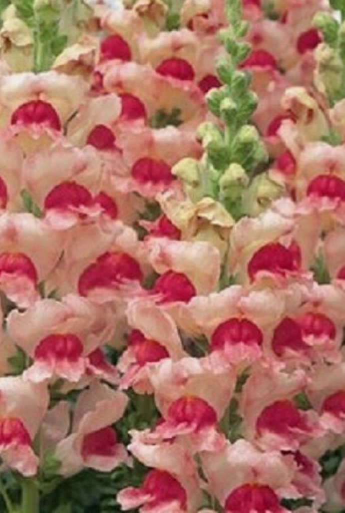 30 Pc Seeds Antirrhinum Opus Apple Blossom Snapdragon Seeds Flower Plant  | RK - $16.80