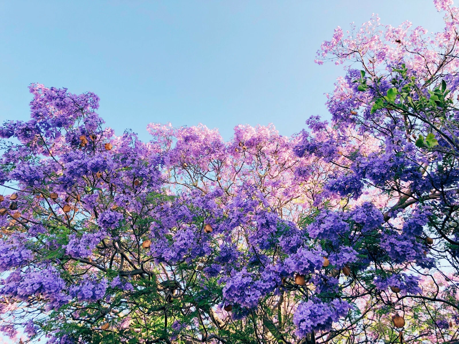 40 Jacaranda Tree Seeds, Jacaranda mimosifolia, Fast-Growing Ornamental ... - $8.69