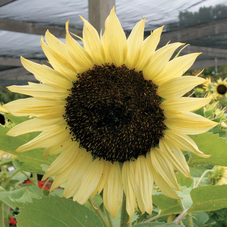 AW 100 Seeds Sunflower Italian White Cut Flowers Pollinators Easy to Grow - €8,73 EUR