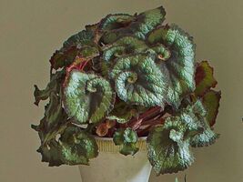 Begonia Escargot Seeds - $10.75