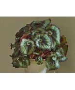 Begonia Escargot Seeds - $10.75