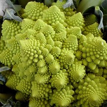 Romanesco Broccoli Seeds Organic US Fast Shipping - $1.98