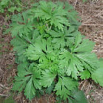 Mugwort 500 Seeds (Artemsia-Vulgaris) Herbs | Fresh Garden Seeds  Non-GMO - £8.62 GBP
