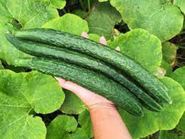 25 + Seeds  Chinese Cucumbers Planting Edible Food Easy To Grow Garden F... - £6.91 GBP