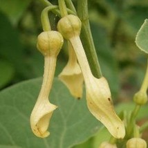 Aristolochia Clematitis European Birthwort 20 Seeds Seeds Fresh Fast Shipping - $20.80