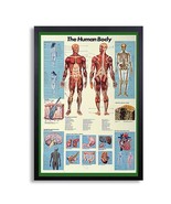 Framed Biology Posters 26&quot;x38&quot; (The Human Body w/thick border) - $98.01