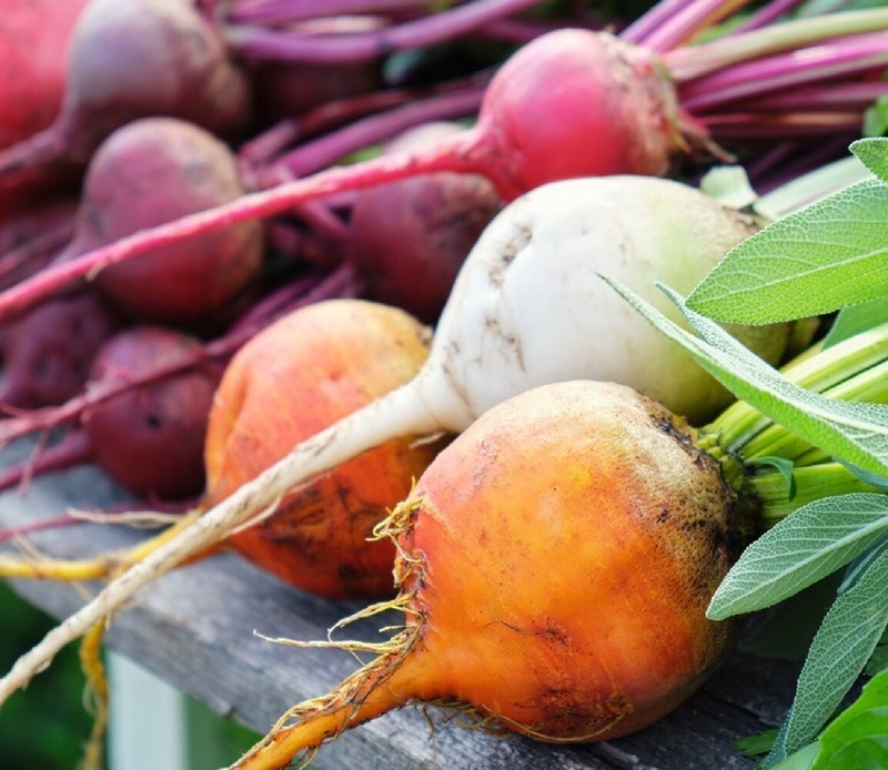 Rainbow Blend Beet & Non GMO Fresh Garden Heirloom Seeds - Seeds & Bulbs