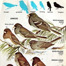 Juncos 5 Different Varieties And Types 1966 Color Bird Art Print Nature ... - $19.99