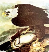 Bald Eagle Bird 1950 Lithograph Art Print Audubon Nature First Edition D... - £23.53 GBP