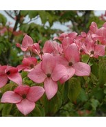 Scarlet Fire Dogwood Cornus Kousa Rutpink Chinese Dogwood 24 Inch Tall S... - $107.90