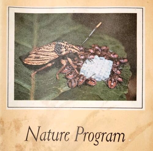 1963 Insects Natures Architects Booklet 2nd Edition Audubon Nature Progr... - $24.99