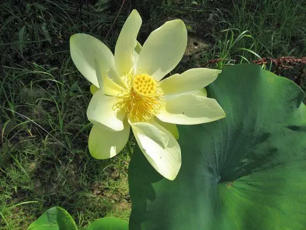 Nelumbo Nucifera American Or Yellow Lotus Water Chinquapin Volée 5 Seeds Garden - £34.68 GBP