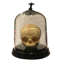 Human Baby Fetal Skull Specimen Fetus Halloween Prop American Horror Odd... - $43.99