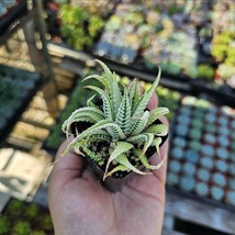 Haworthia Zebra | Variegata | 2in pot - $9.89