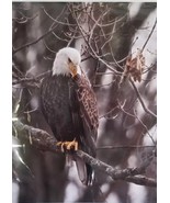 Bald Eagle Picture w/Wooded Background ~ Card Stock ~ Photography ~ 8&quot; x... - £23.64 GBP