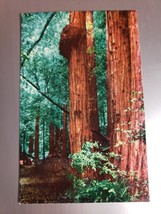 Postcard Massive Burls on Redwood Tree Muir Woods National Monument Mill... - $4.99
