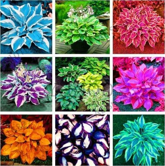 Colorful Hosta Flores Seed Flower Plantas Coleus Genus Planting Potted Decor Col