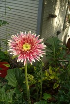 200 Seeds Red &amp; White Spiked Gerbera Daisy for Garden  - $8.88