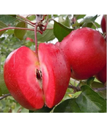50 Pcs/Packs Red-Fleshed Apple Redlove Fruit Tree Seed Garden Planting - $15.97 CAD