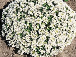 100 Mg Sweet Alyssum Carpet Of Snow White Seeds - $4.98