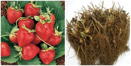 24 Strawberry Plants, Variety Pack - (Honeoye, Sparkle, Sweet Charlie) - H03 - £100.69 GBP
