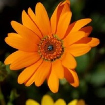 USA Seller 40 African Daisy Orange Glory Annual Flower Seeds Fast Shipping - £16.06 GBP