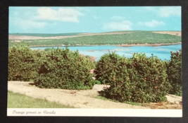 Orange Groves Citrus Growing Scenic View Florida FL Curt Teich UNP Postcard 1957 - $5.99