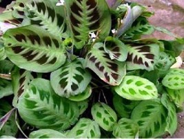 4&quot; Pot Maranta Green Prayer Live Plant Easy to Grow Indoor Hp Best Gift Yard - £40.09 GBP