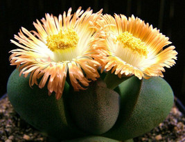 Pleiospilos Nelii rare succulent mesembs rock living stones cactus seed 50 SEEDS - £10.55 GBP