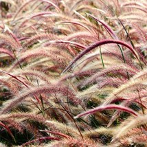 Red Jewel Millet Ornamental Grass (Setaria Italica) Seeds USA SELLER - £10.94 GBP