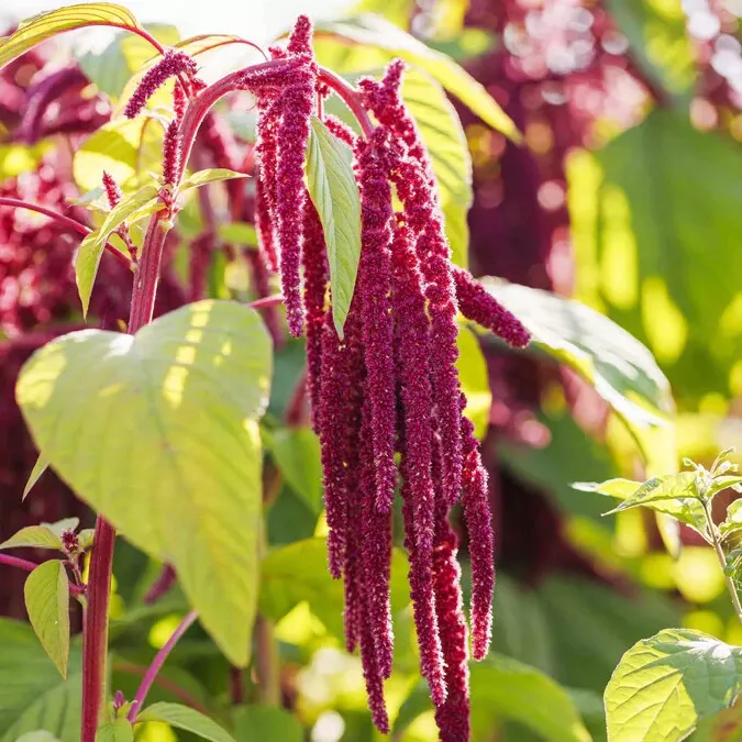 SR 500 Love Lies Bleeding Seed Amaranthus Caudatus Cascading Pink Planting Seeds - £7.59 GBP